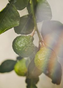 bergamote soleil — visuel matière lumineuse — Noble Essence