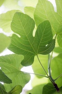 figue en parfumerie — feuille de figuier — Noble Essence