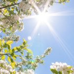 parfum femme pour l'été — fleurs blanches et lumière solaire — Noble Essence