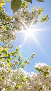 parfum femme pour l'été — fleurs blanches et lumière solaire — Noble Essence