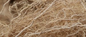 vétiver en parfumerie — bois sec — Noble Essence