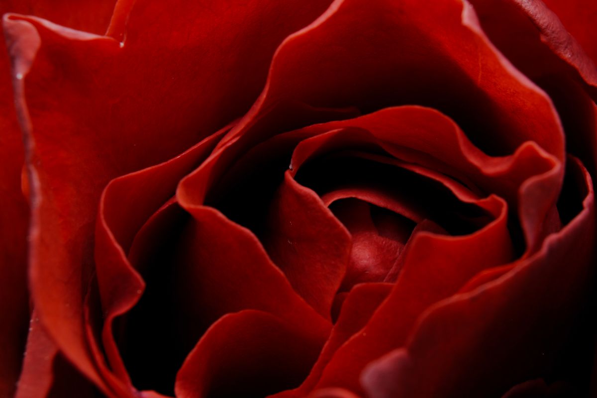 pétales de rose rouge en gros plan évoquant l'absolue de rose en parfumerie