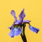 fleur d'iris violet en gros plan utilisée en parfumerie