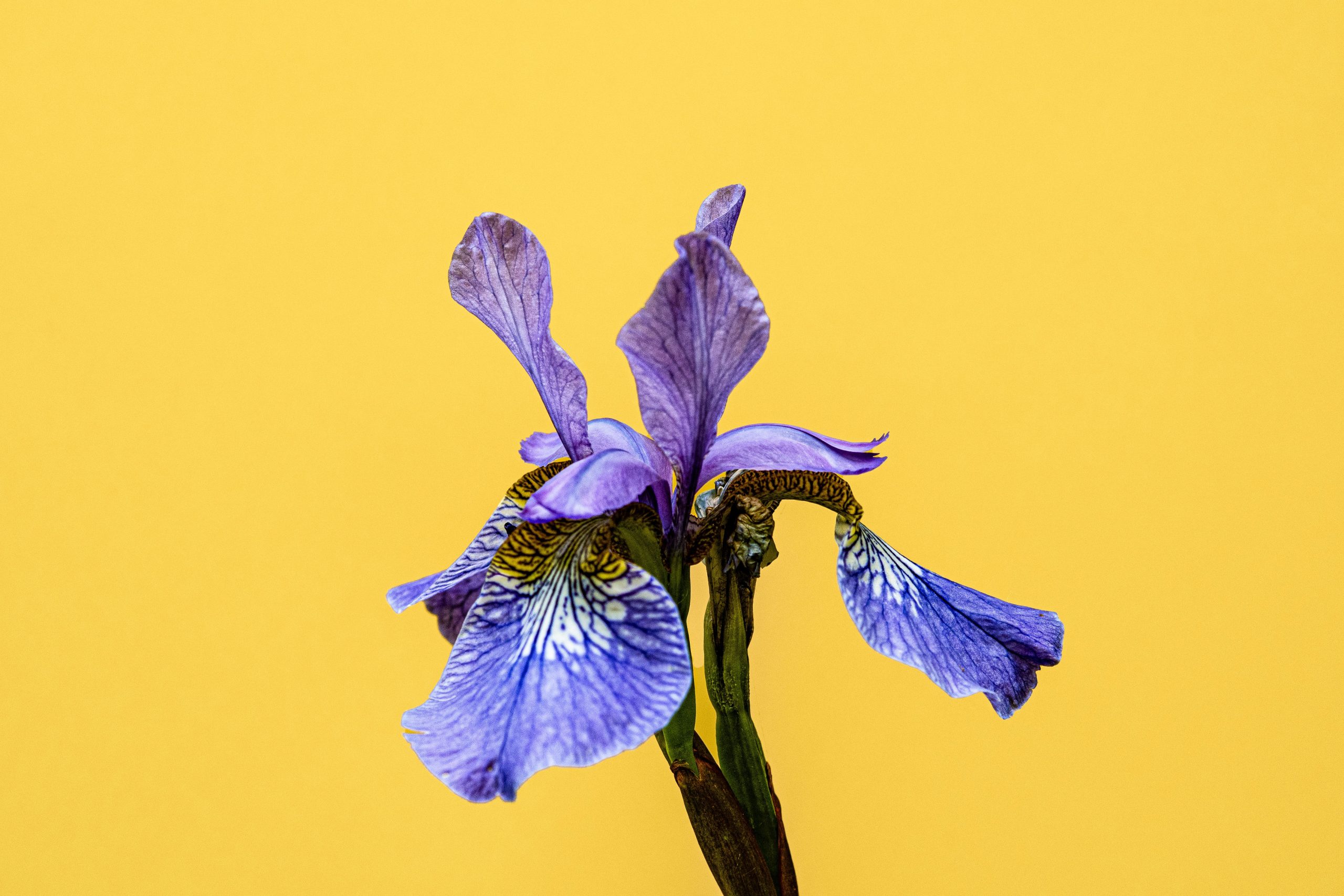 fleur d'iris violet en gros plan utilisée en parfumerie