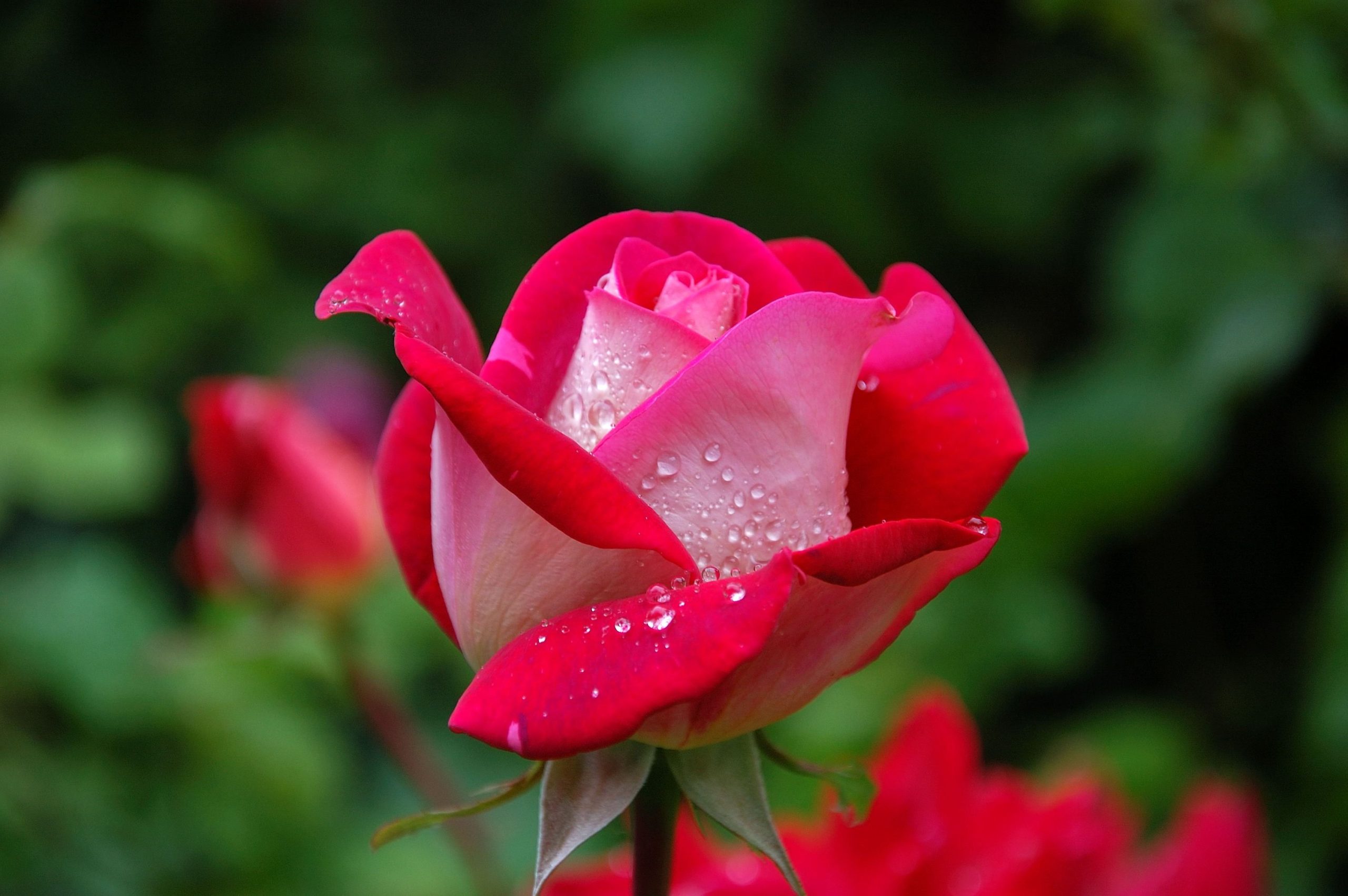 bouquet de pivoines blanches et roses évoquant la facette florale et poudrée de la pivoine en parfumerie