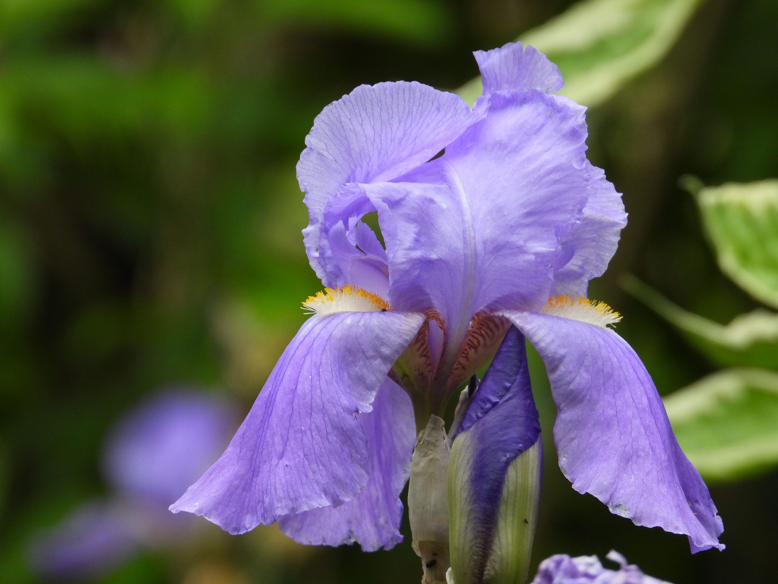 iris pallida en pleine floraison, variété utilisée pour produire l'orris butter en parfumerie