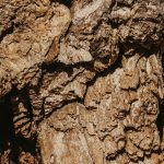 écorce de bois texturée lumière naturelle — parfum santal homme Noble Essence