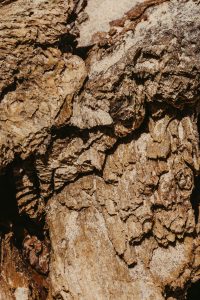 écorce de bois texturée lumière naturelle — parfum santal homme Noble Essence