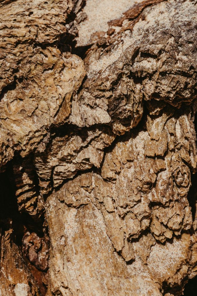 écorce de bois texturée lumière naturelle — parfum santal homme Noble Essence