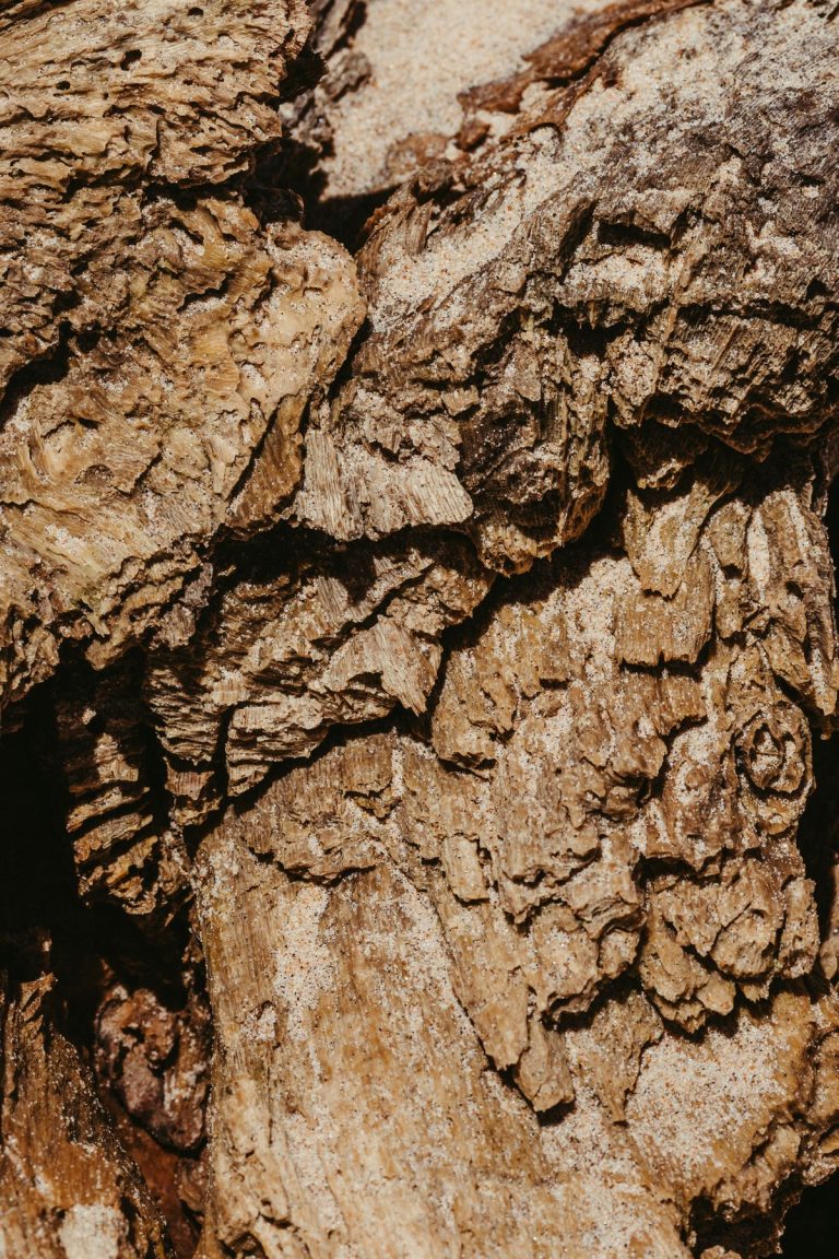 écorce de bois texturée lumière naturelle — parfum santal homme Noble Essence