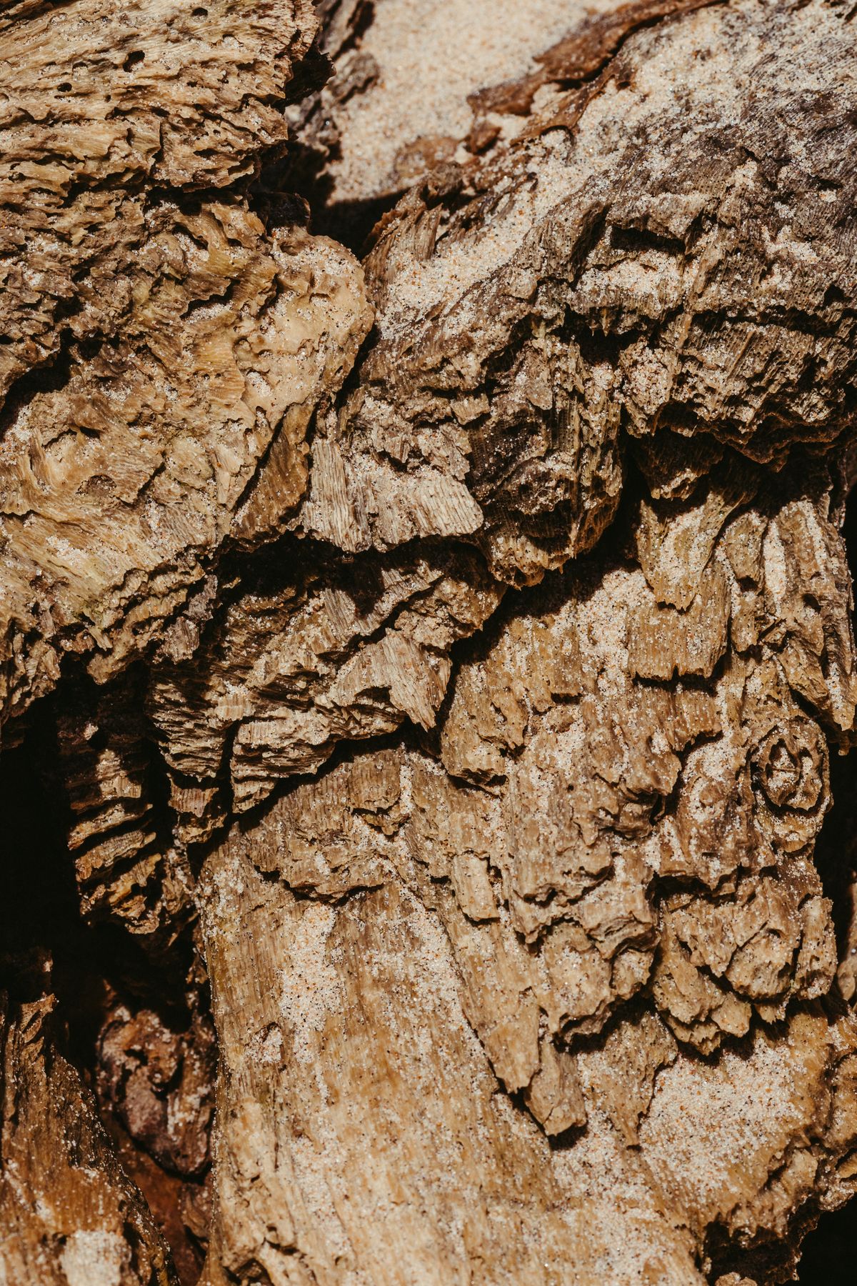 écorce de bois texturée lumière naturelle — parfum santal homme Noble Essence