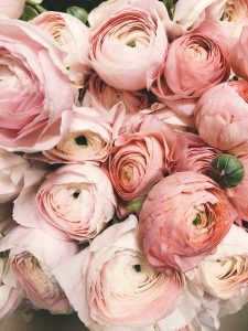 fleurs de pivoine roses en gros plan pour illustrer la note pivoine en parfumerie