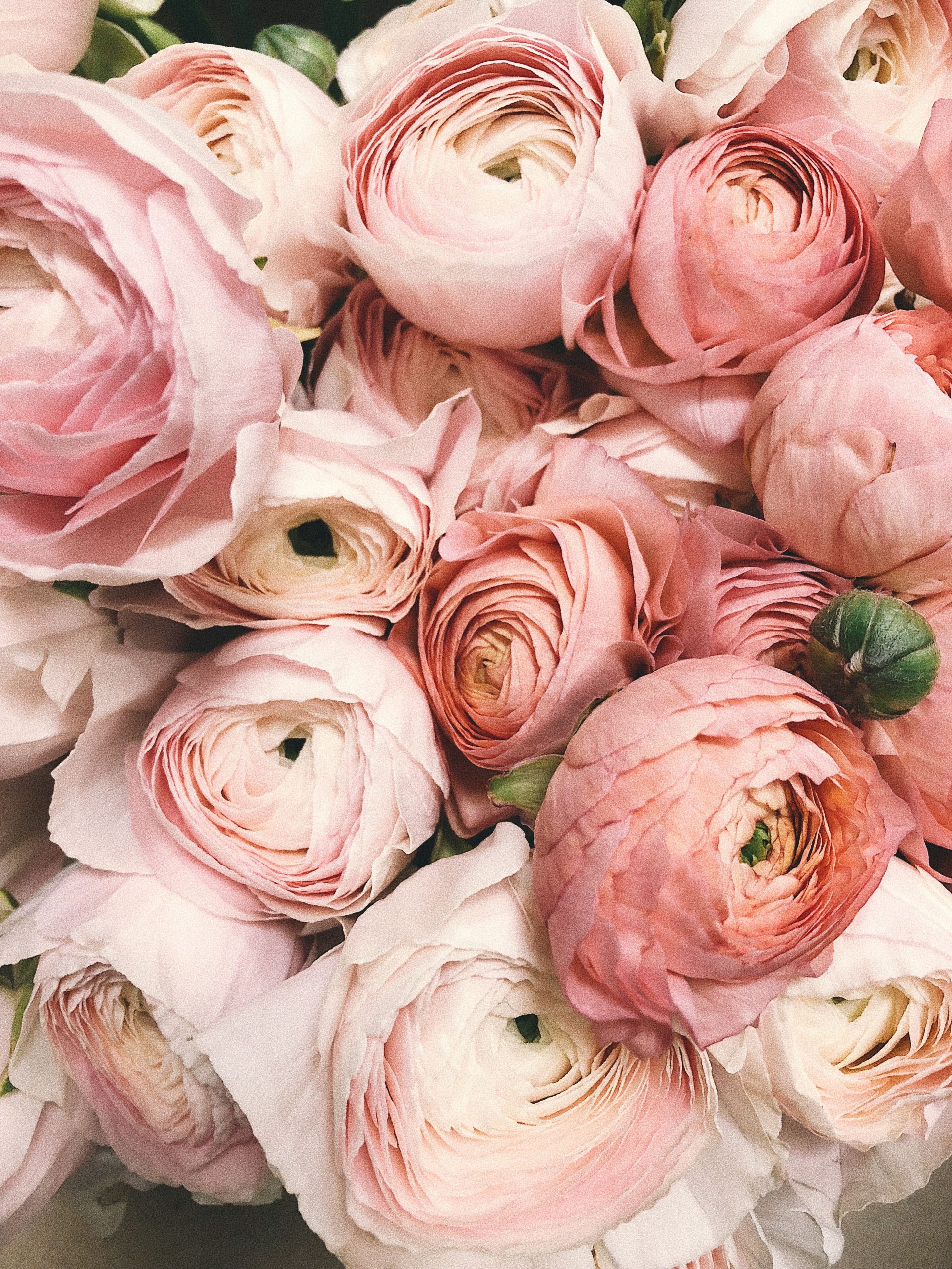 fleurs de pivoine roses en gros plan pour illustrer la note pivoine en parfumerie