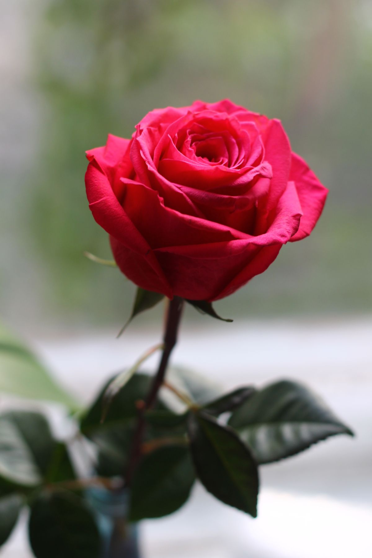 rose rouge en gros plan illustrant la matière première rose en parfumerie
