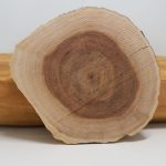 Bois de santal coupé, tronc en coupe transverse — Santalum album, matière première parfumerie — Noble Essence