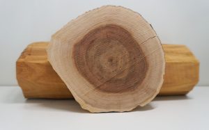 Bois de santal coupé, tronc en coupe transverse — Santalum album, matière première parfumerie — Noble Essence