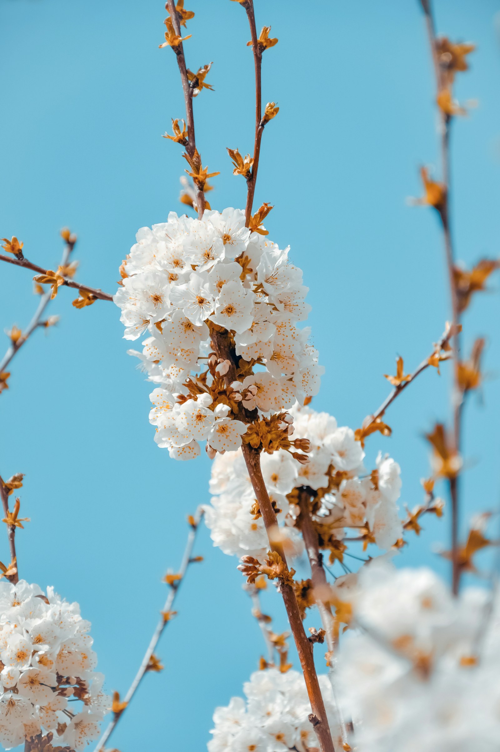 Branche d'oranger amer avec fleurs blanches — bigaradier, matière première parfumerie — Noble Essence