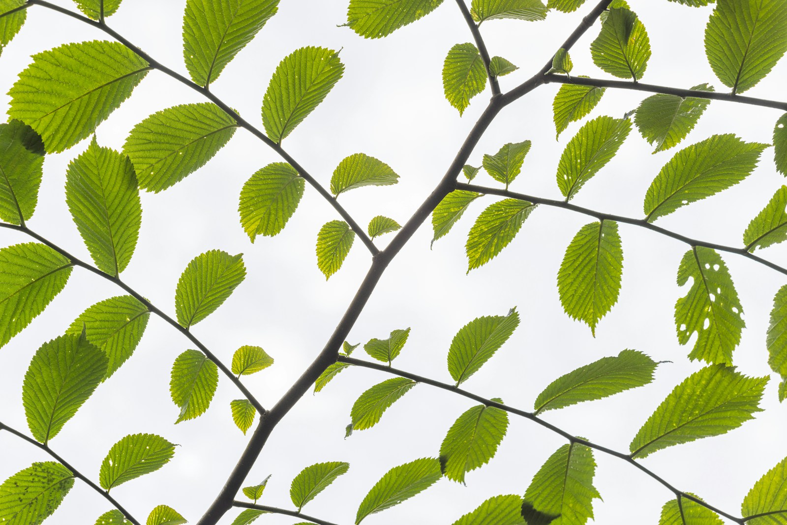 Branche avec feuilles vertes en gros plan, texture évocatrice du petitgrain — Noble Essence