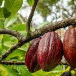 Cabosses de cacao suspendues sur l'arbre — Theobroma cacao, matière première parfumerie — Noble Essence