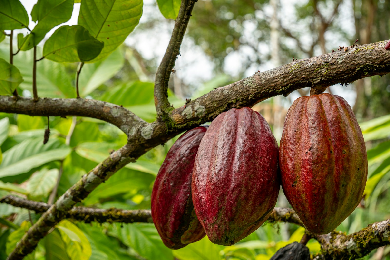 Cabosses de cacao suspendues sur l'arbre — Theobroma cacao, matière première parfumerie — Noble Essence