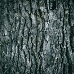 Écorce de bois sombre et texturée, évoquant le bois d'agar — Noble Essence