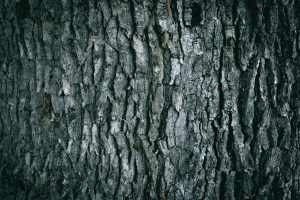 Écorce de bois sombre et texturée, évoquant le bois d'agar — Noble Essence