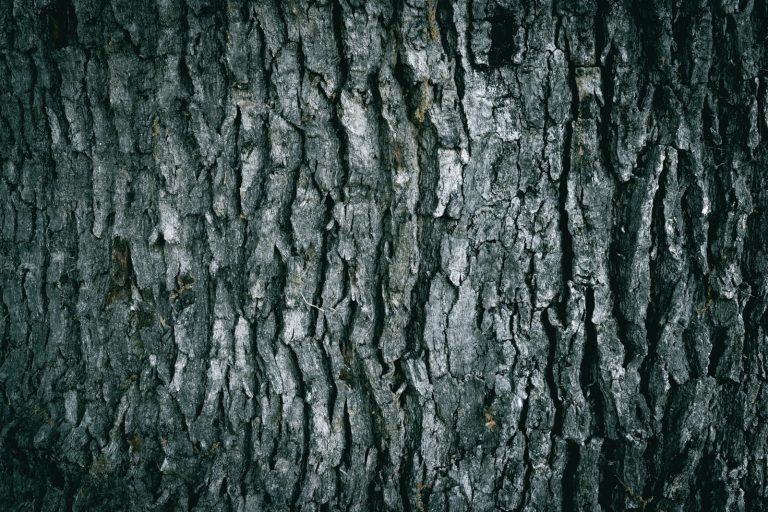 Écorce de bois sombre et texturée, évoquant le bois d'agar — Noble Essence