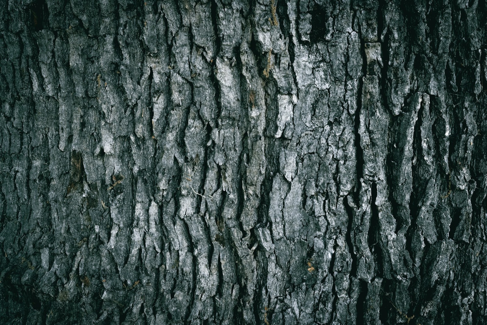 Écorce de bois sombre et texturée, évoquant le bois d'agar — Noble Essence