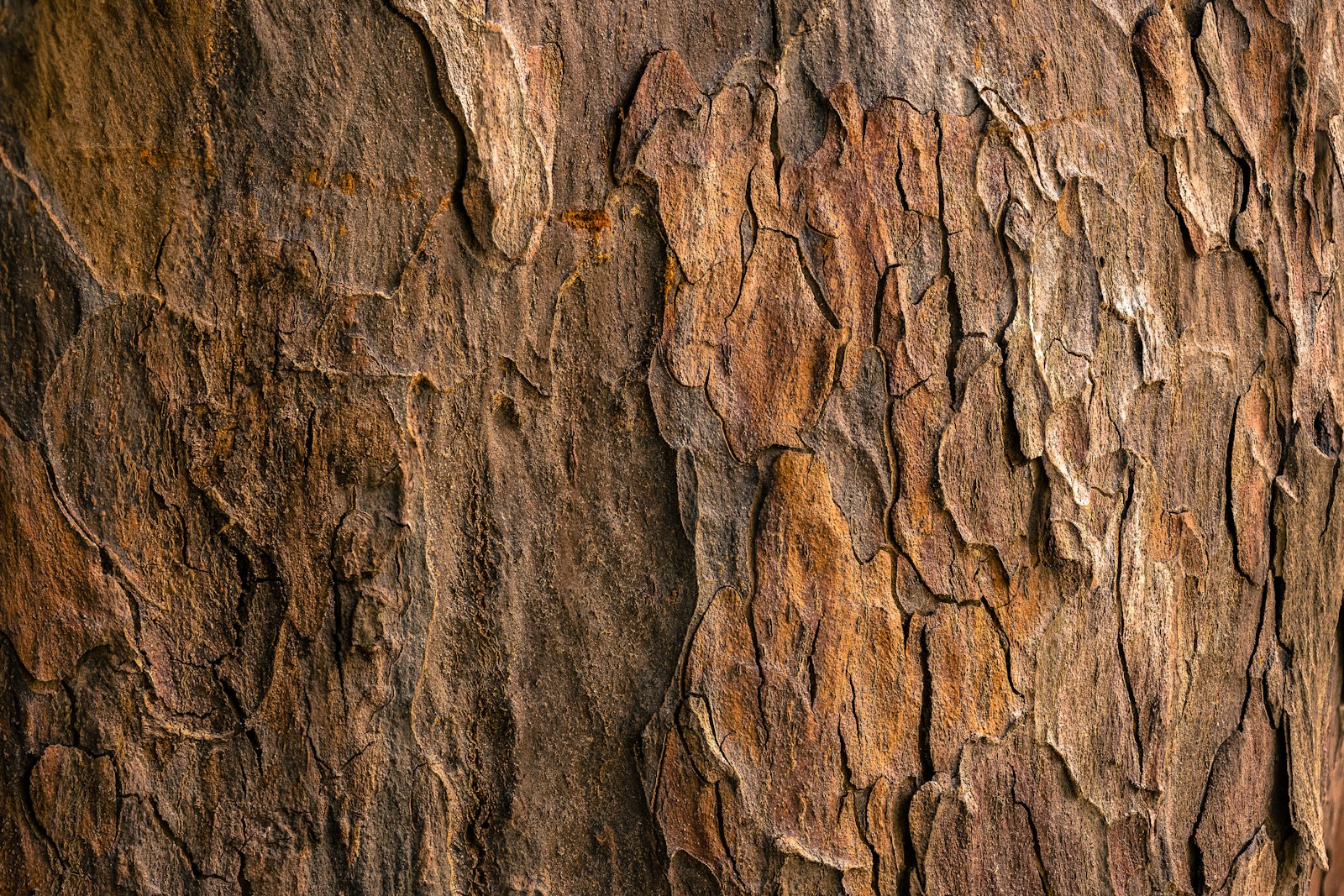 Écorce d'arbre en gros plan, texture boisée — Noble Essence