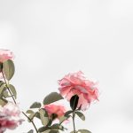 roses roses en fleur, matière première récoltée pour l'extraction en parfumerie