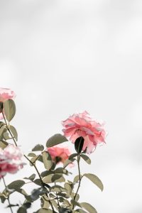 roses roses en fleur, matière première récoltée pour l'extraction en parfumerie