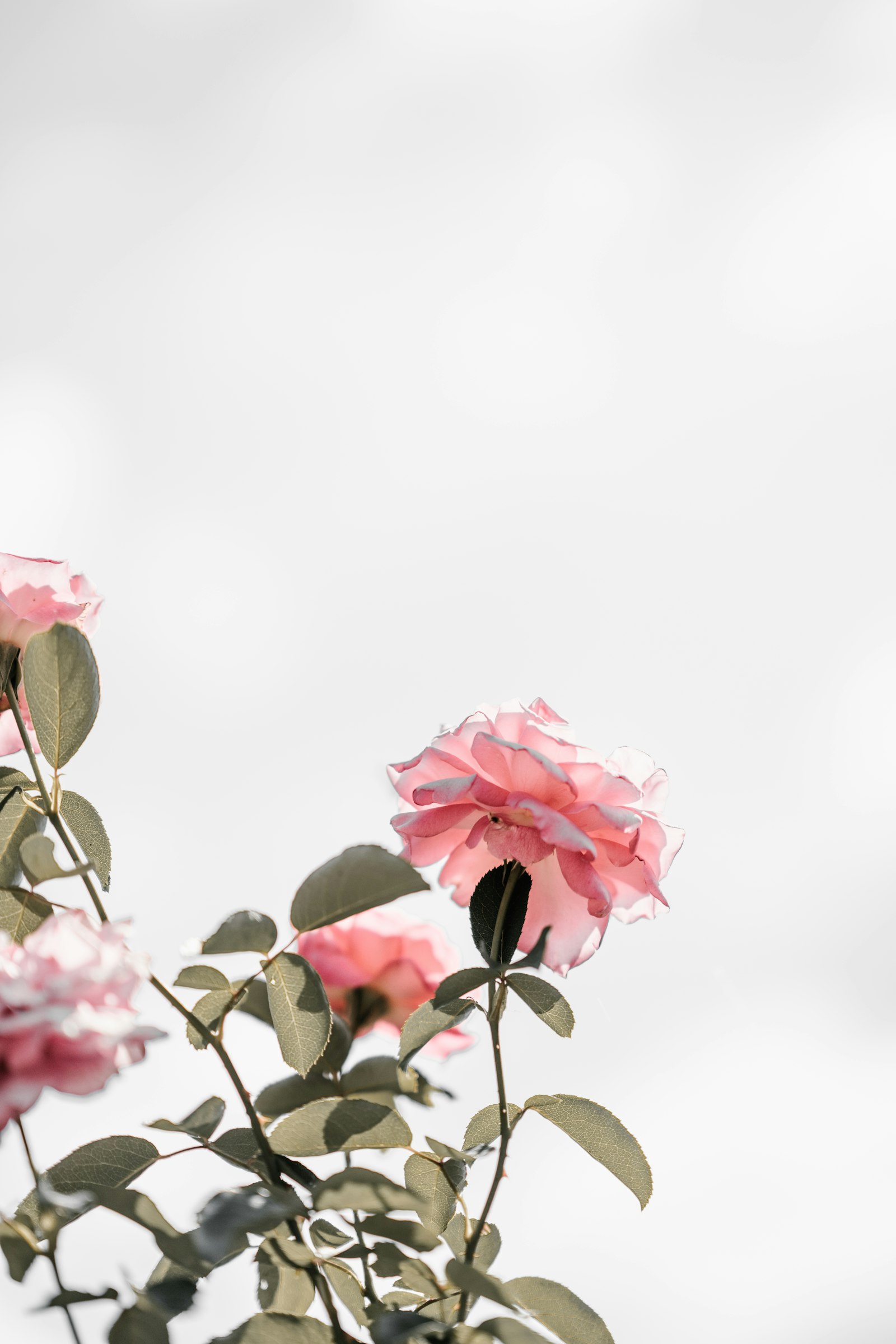 roses roses en fleur, matière première récoltée pour l'extraction en parfumerie