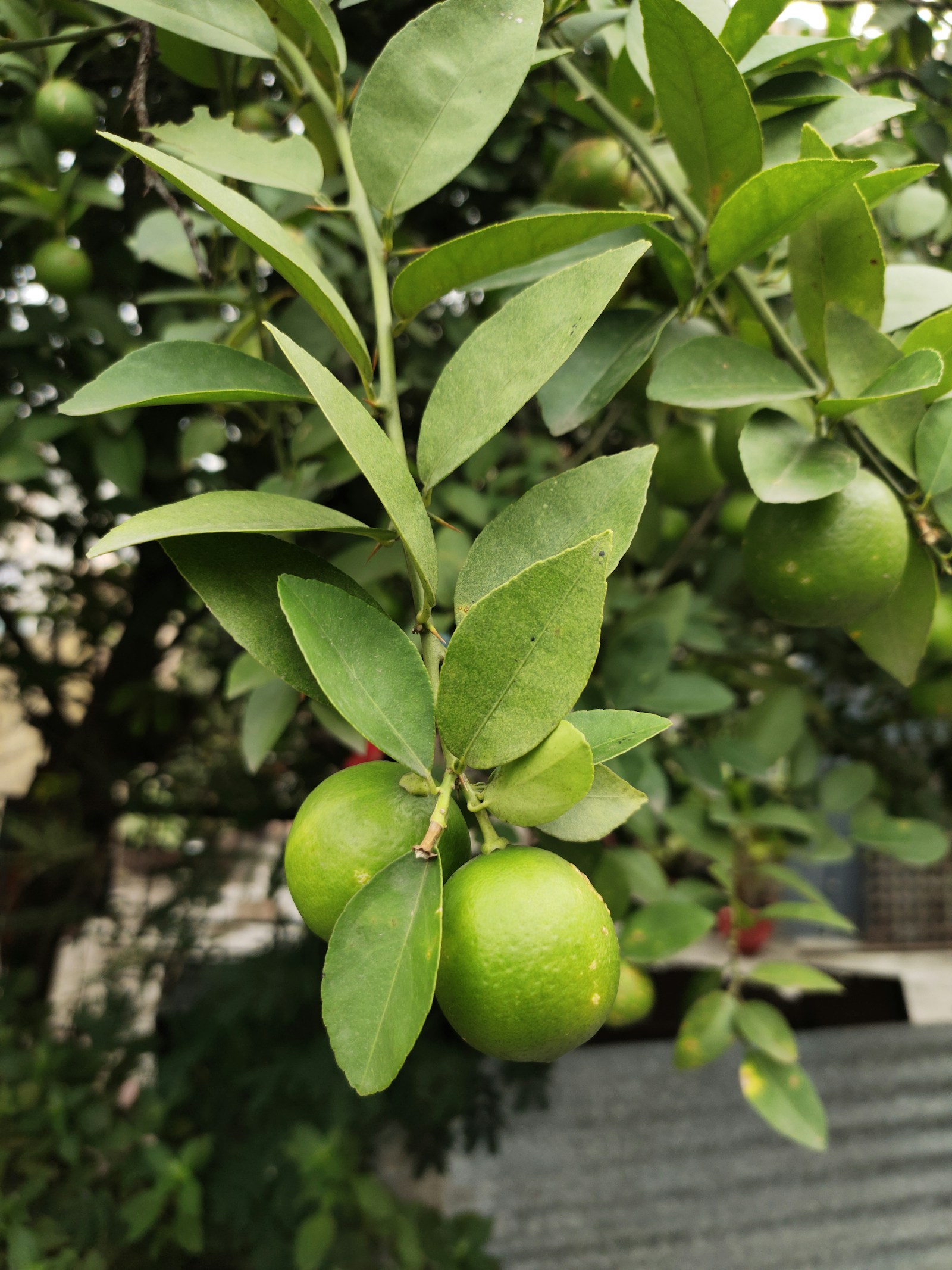 Feuillage vert avec petits agrumes verts sur l'arbre, évoquant le bigaradier — Noble Essence