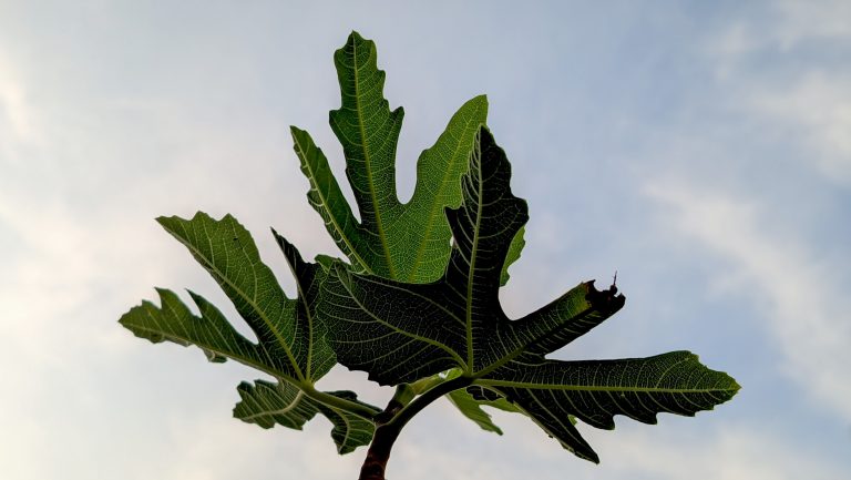 Feuilles de figuier vertes à nervures marquées sur fond de ciel bleu — parfum figue homme Noble Essence