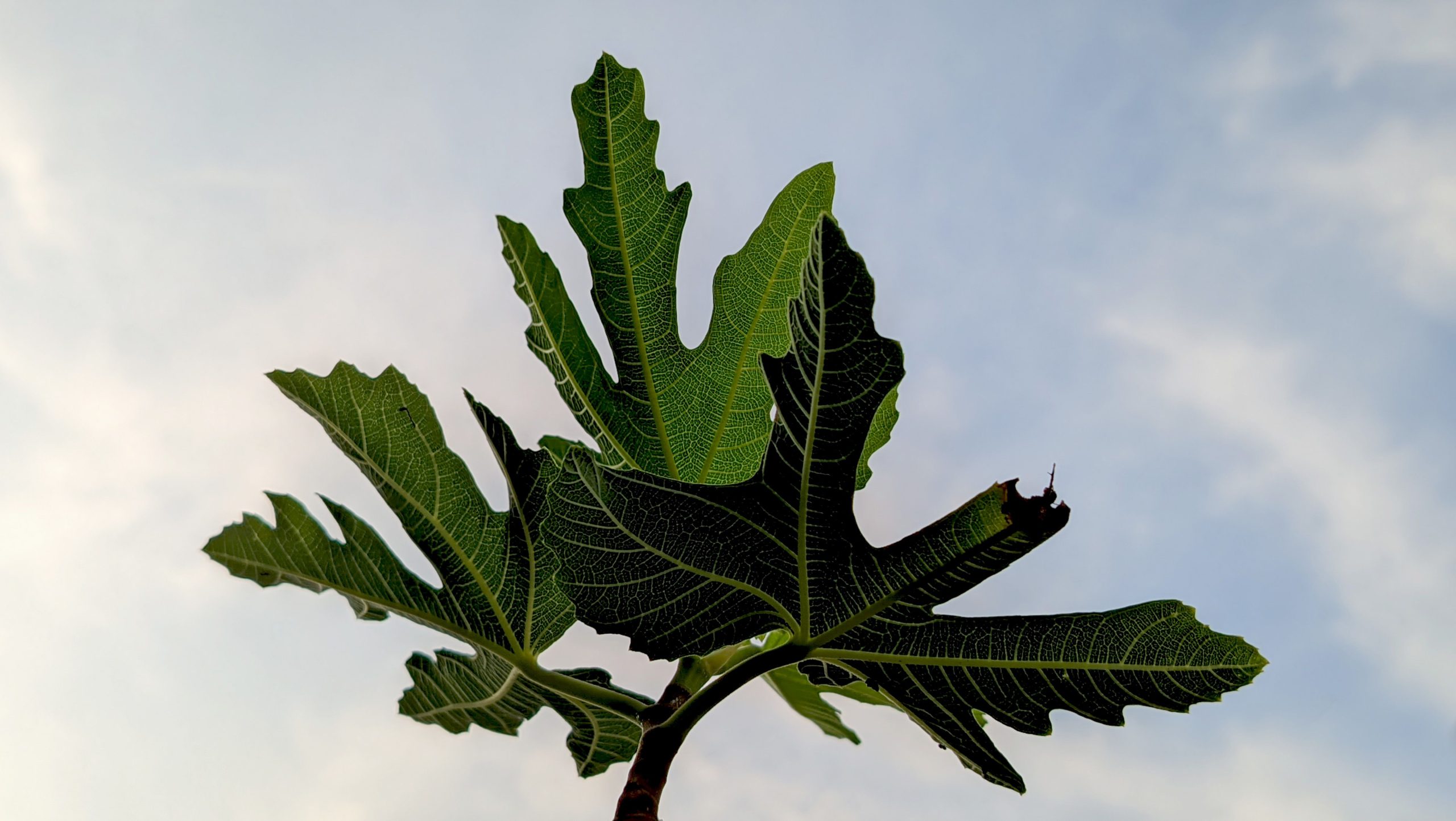 Feuilles de figuier vertes à nervures marquées sur fond de ciel bleu — parfum figue homme Noble Essence