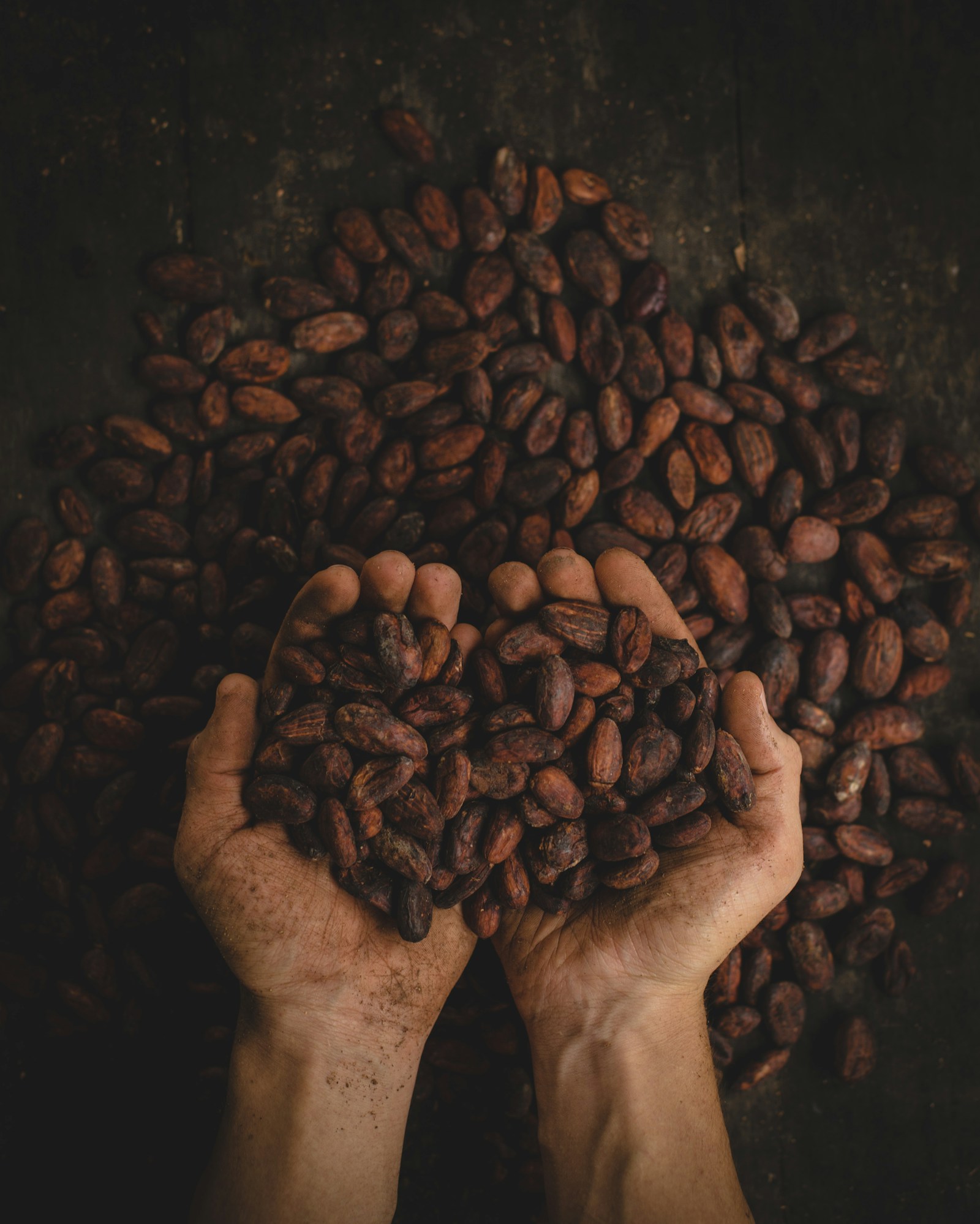 Fèves de cacao séchées tenues à la main — avant extraction en parfumerie — Noble Essence