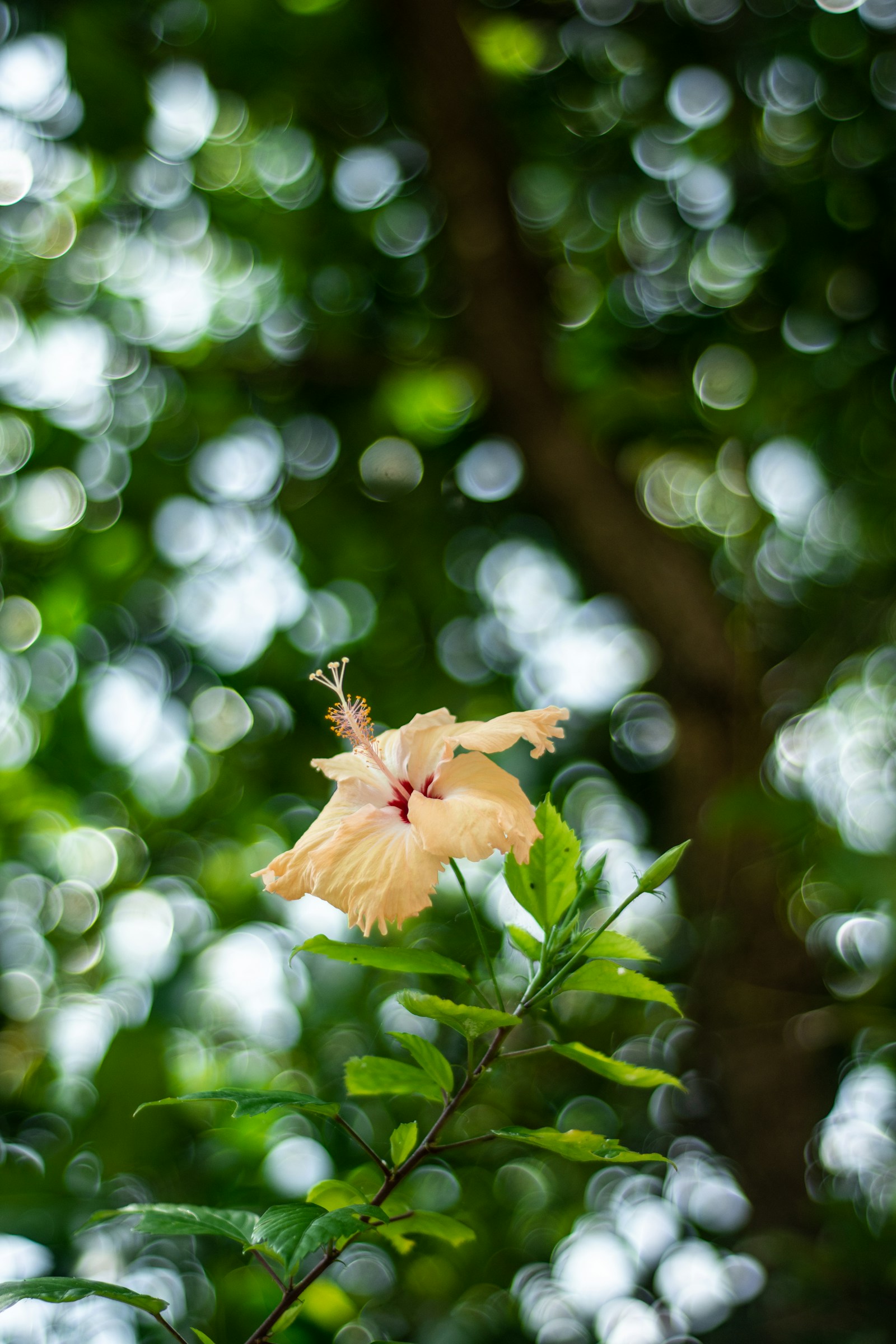 Fleur d'hibiscus jaune, famille botanique de l'ambrette — musc végétal — Noble Essence