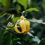 Fleur jaune d'ylang-ylang en gros plan sur l'arbre — Cananga odorata, matière première parfumerie — Noble Essence