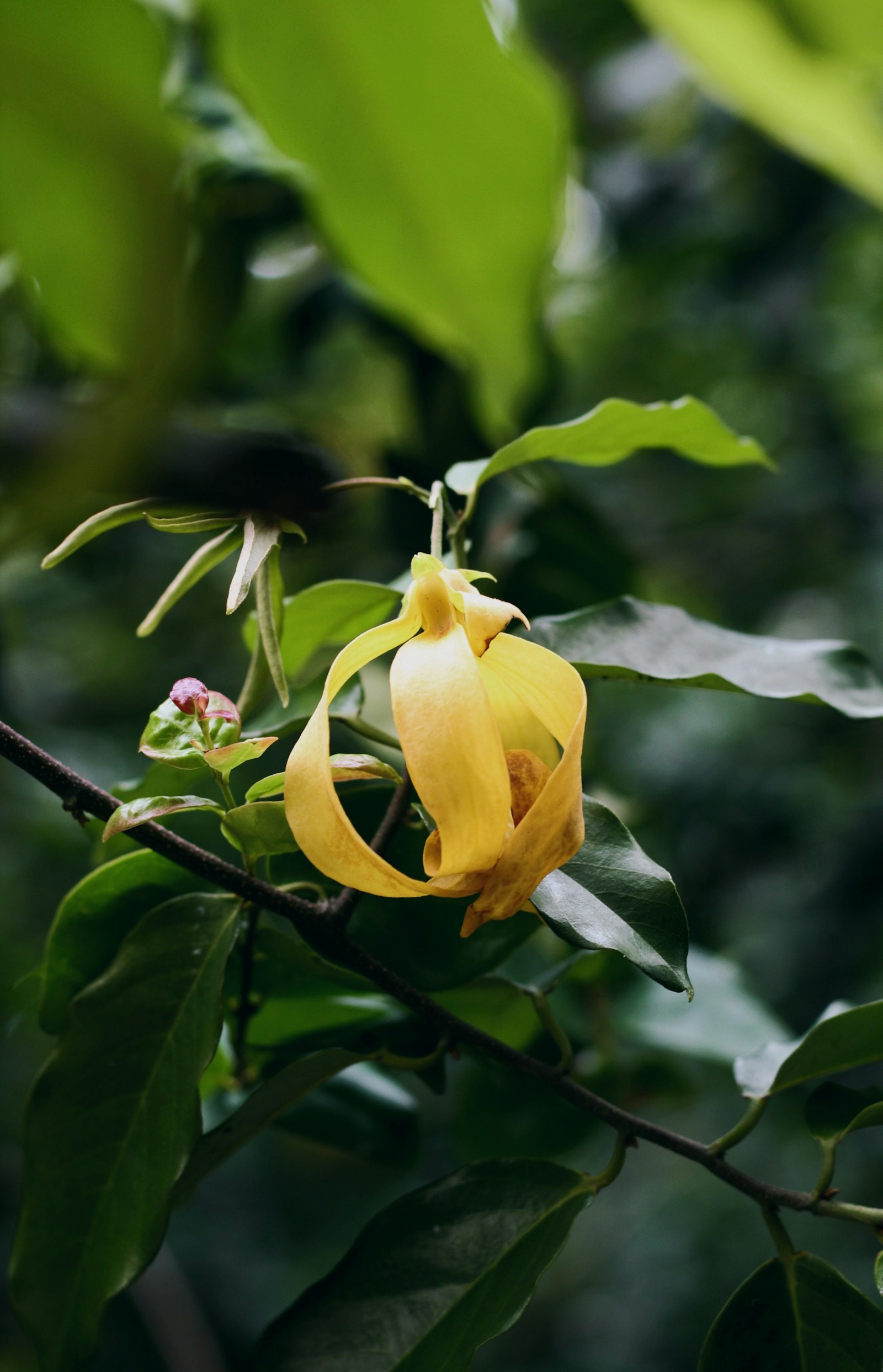 Fleur jaune d'ylang-ylang en gros plan sur l'arbre — Cananga odorata, matière première parfumerie — Noble Essence