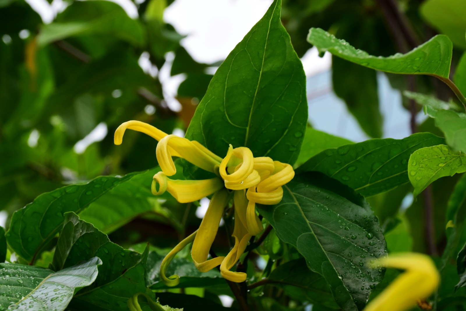Fleur d'ylang-ylang jaune étoilée sur l'arbre — récolte manuelle avant distillation — Noble Essence