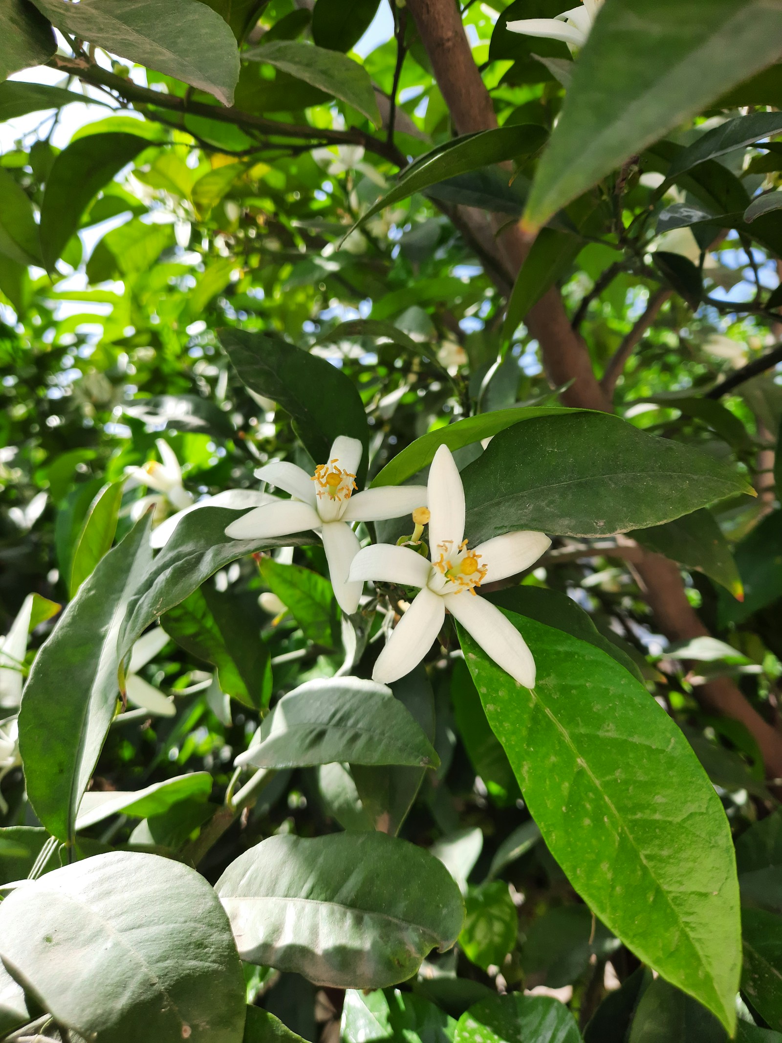 Fleurs blanches de bigaradier en gros plan — Citrus aurantium, matière première néroli — Noble Essence