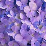 Fleurs violettes en grappe, évoquant l'héliotrope — Noble Essence