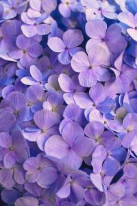 Fleurs violettes en grappe, évoquant l'héliotrope — Noble Essence