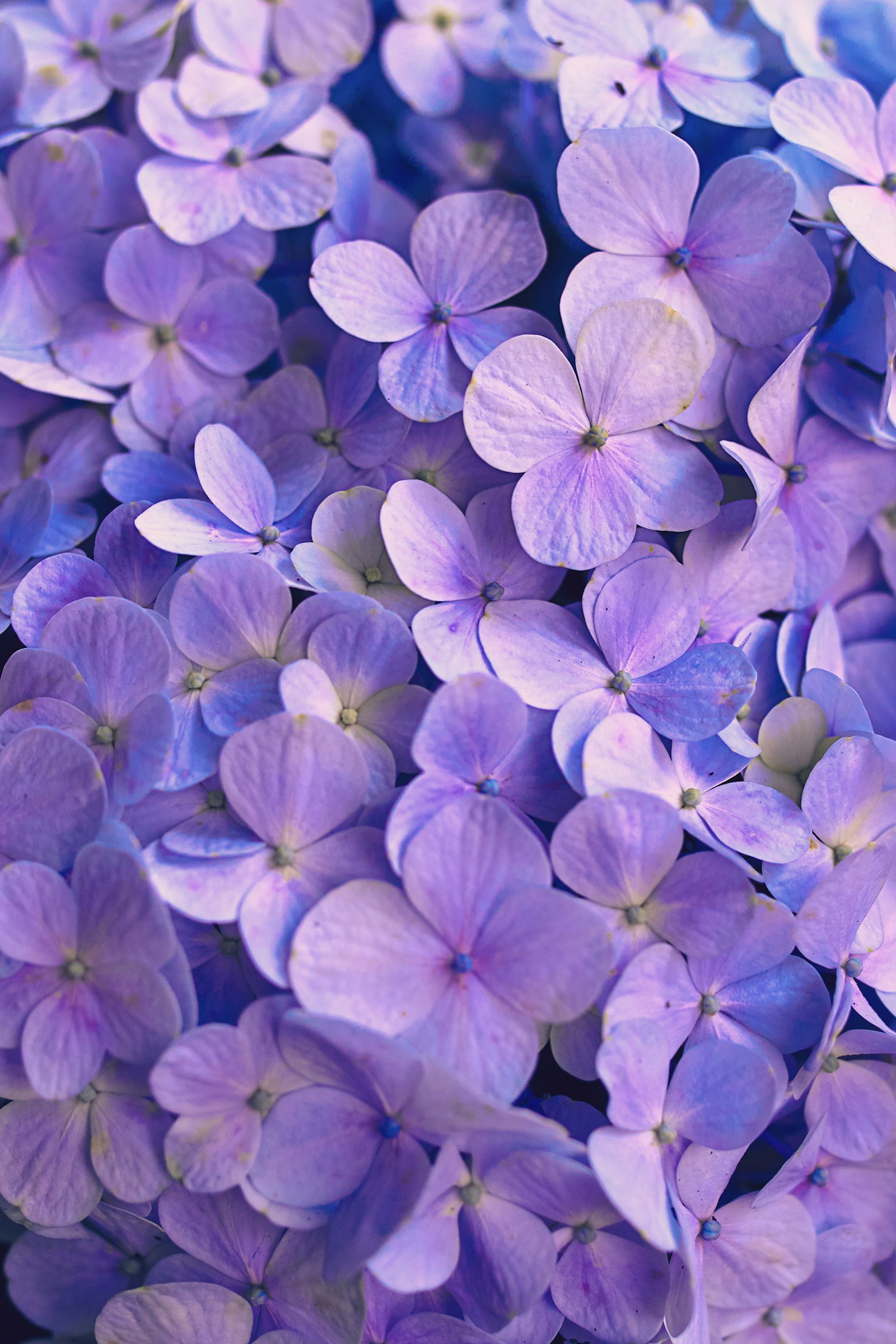 Fleurs violettes en grappe, évoquant l'héliotrope — Noble Essence