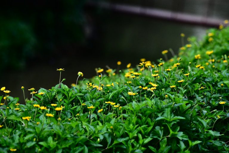 Champ de fleurs jaunes méditerranéennes — immortelle en parfumerie — Noble Essence