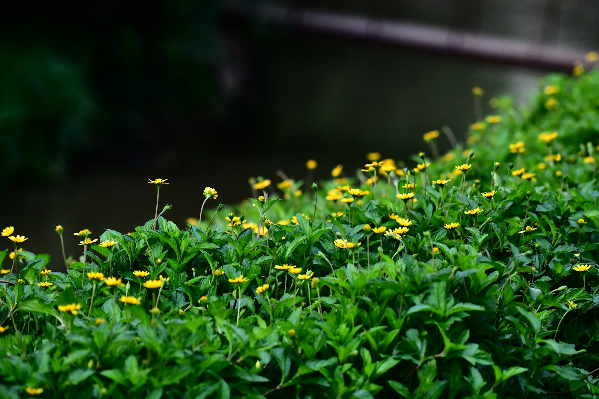 Champ de fleurs jaunes méditerranéennes — immortelle en parfumerie — Noble Essence