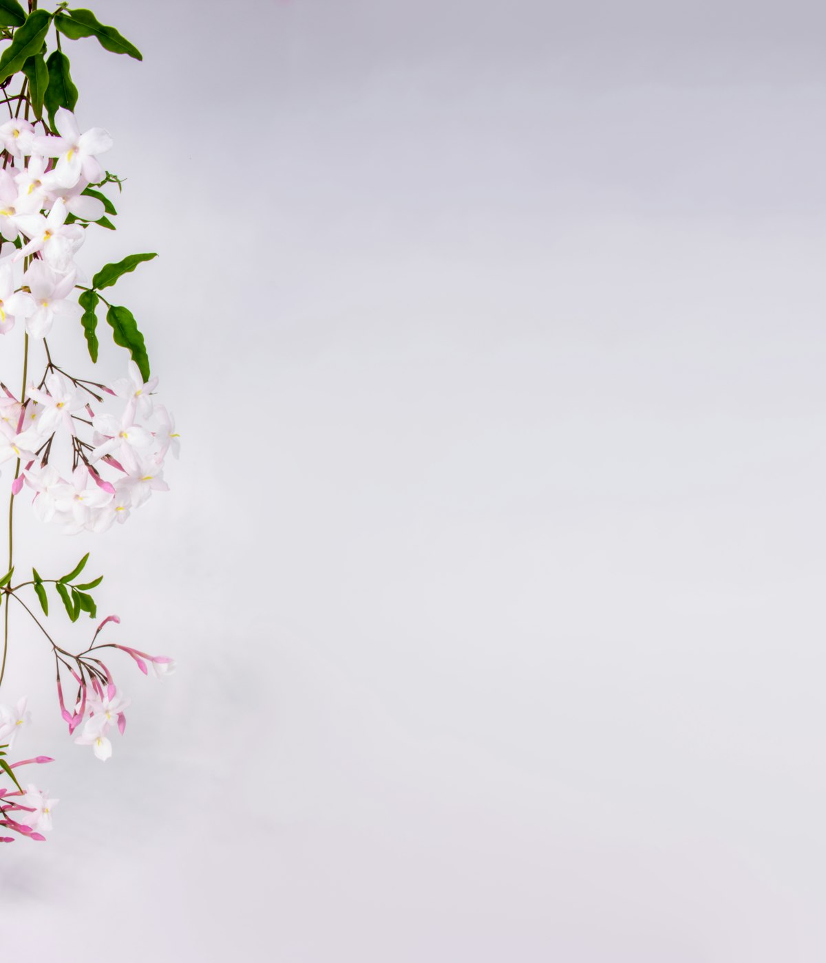 Jasmin en parfumerie — fleurs blanches en gros plan sur la liane — Noble Essence