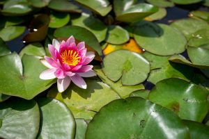 Fleur de lotus rose sur l'eau — note aquatique de Yuzu Nara — Noble Essence