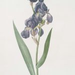 fleur d'iris violet foncé avec feuilles vertes, une des matières premières couvertes dans le guide parfumerie