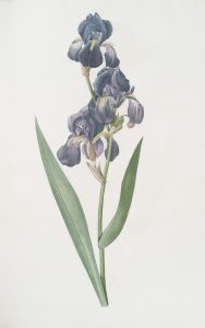 fleur d'iris violet foncé avec feuilles vertes, une des matières premières couvertes dans le guide parfumerie